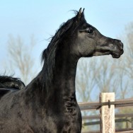 Expected foals in 2014